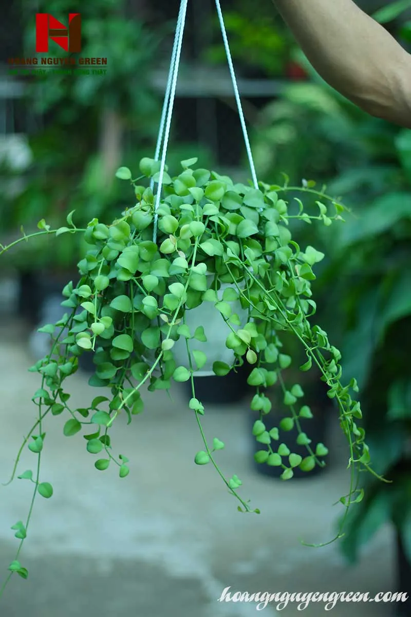 Cây Đô La Chậu Treo