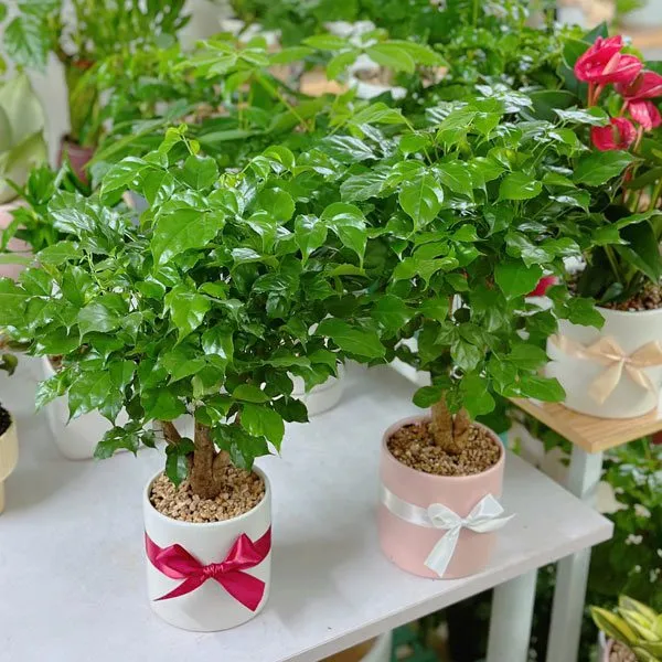 Chậu cây hạnh phúc