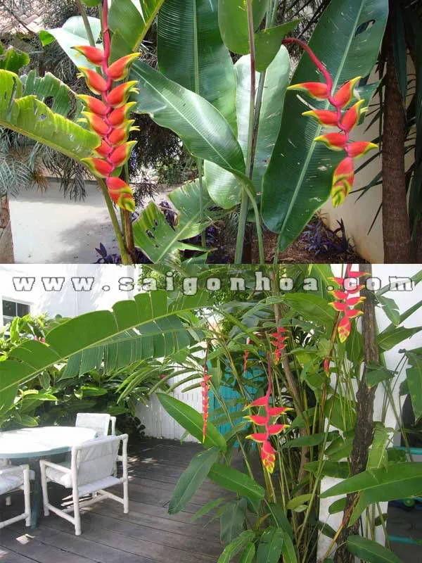 Cây hoa chuối pháo với những bông hoa đỏ rực