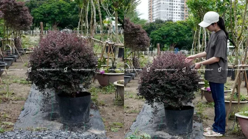 Cây hoa hồng phụng khoe sắc rực rỡ.