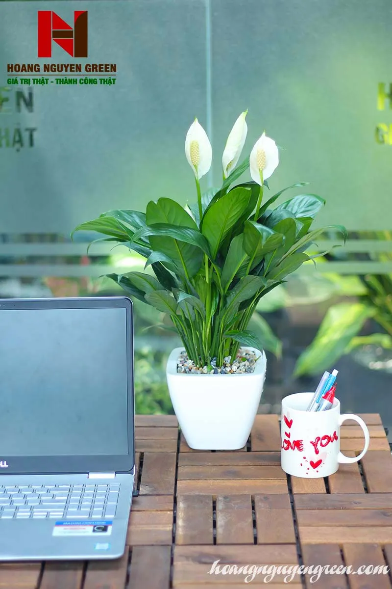 Cây Lan Ý được chăm sóc tốt