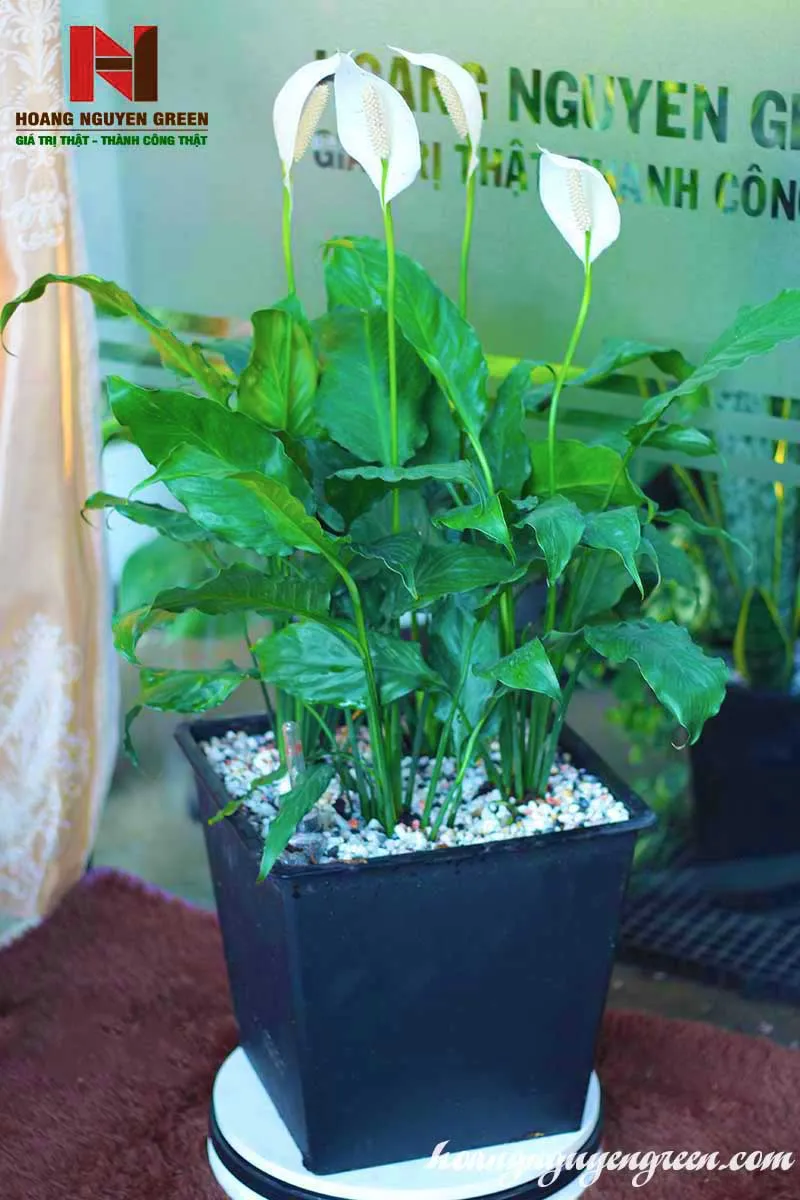 Cây Lan Ý phong thủy mang tài lộc