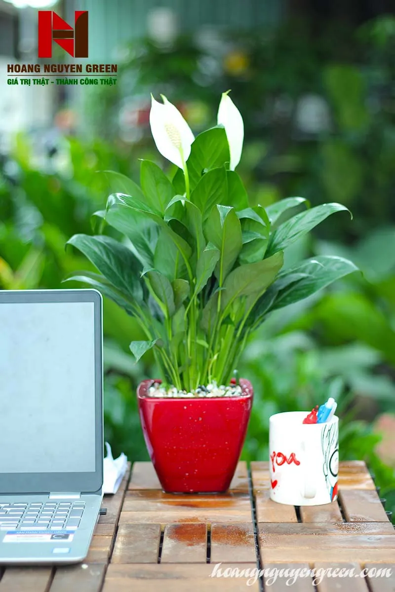 Cây Lan Ý để bàn làm việc