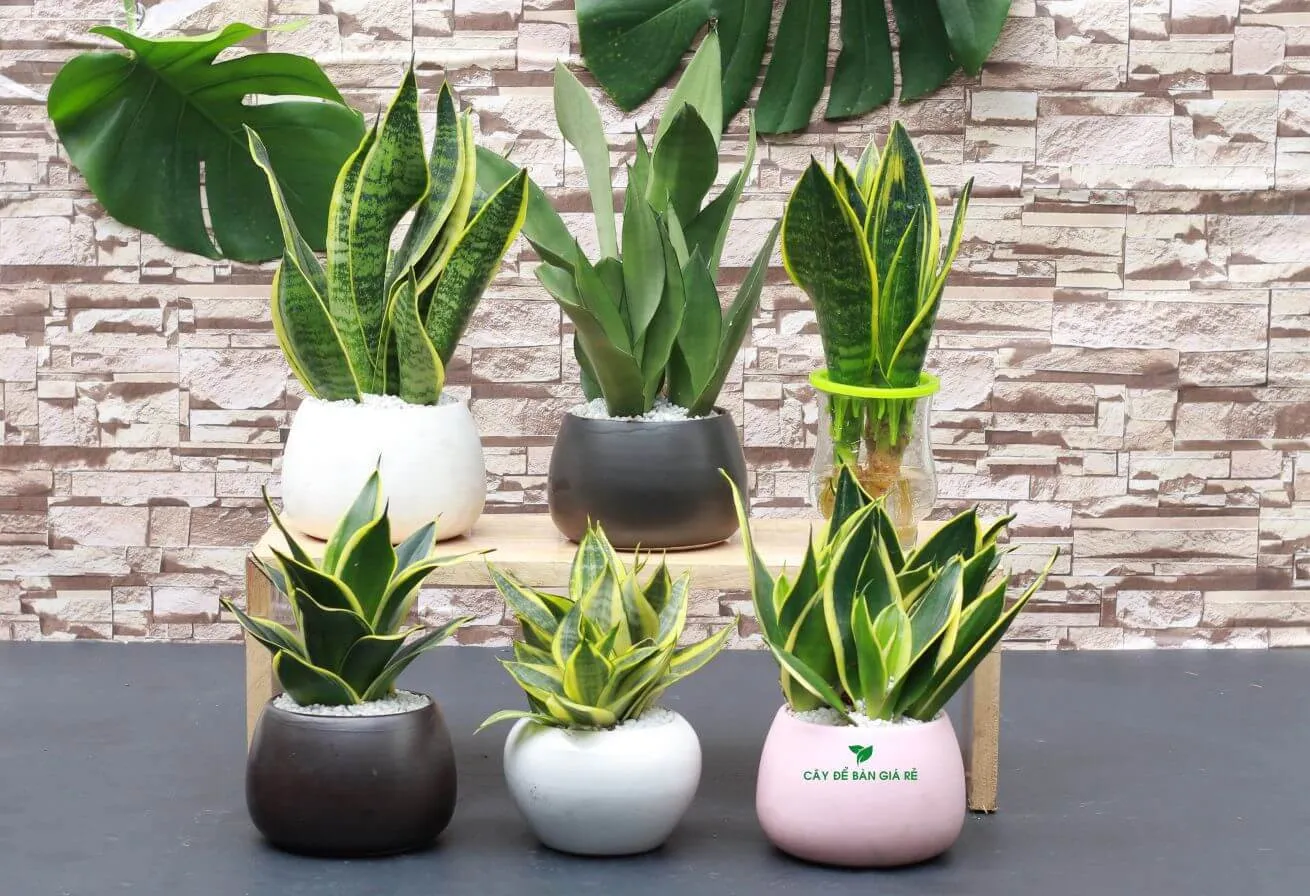 Cây lưỡi hổ với màu sắc hợp mệnh Kim, Thổ