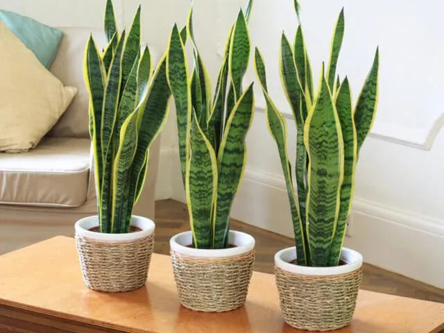 Bảng giá cây lưỡi hổ
