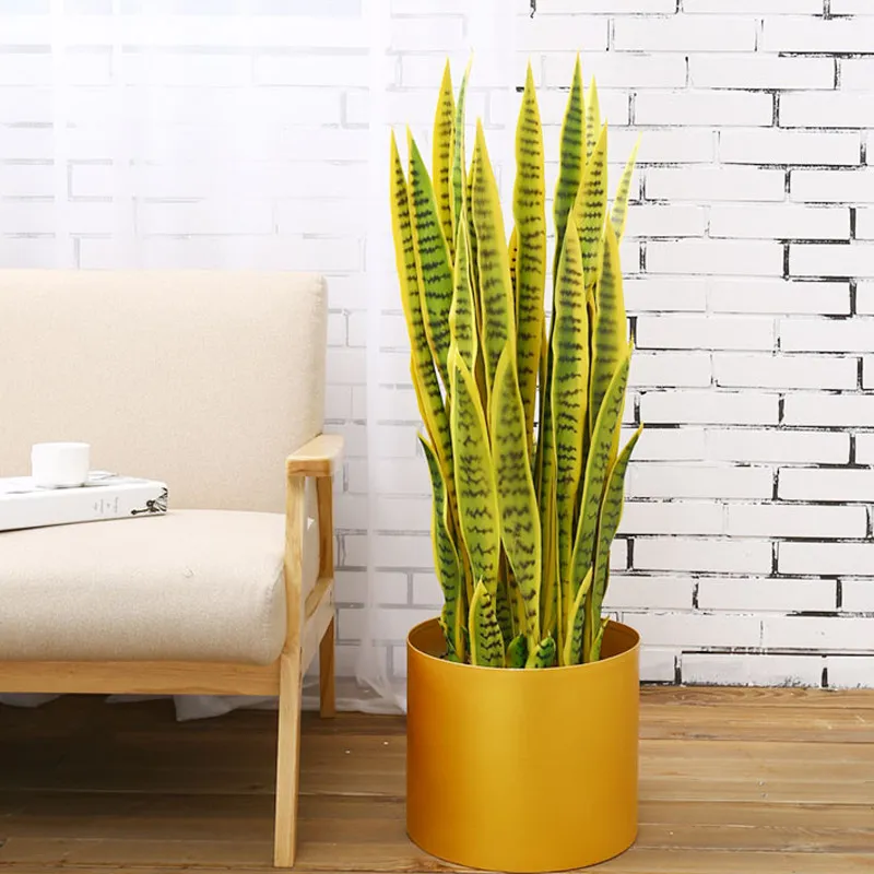 Cây lưỡi hổ với màu sắc giúp thư giãn