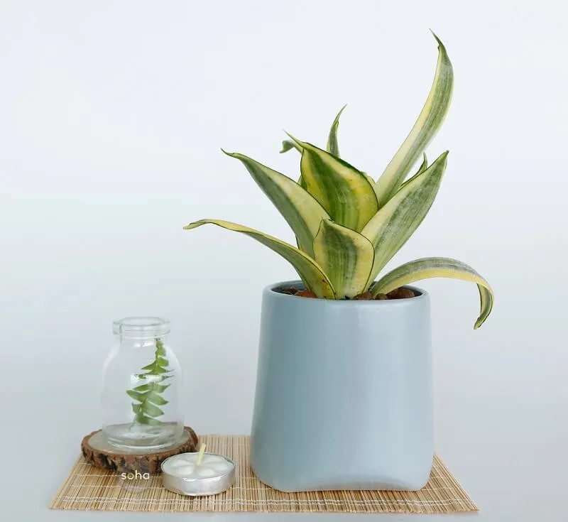 Cây lưỡi hổ chịu hạn tốt