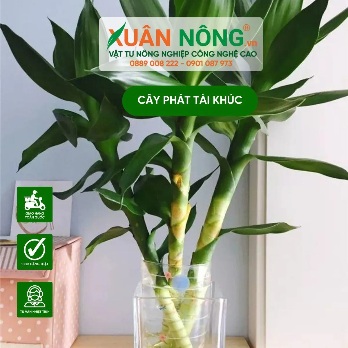 Chậu cây phát tài khúc với rễ trắng khỏe mạnh