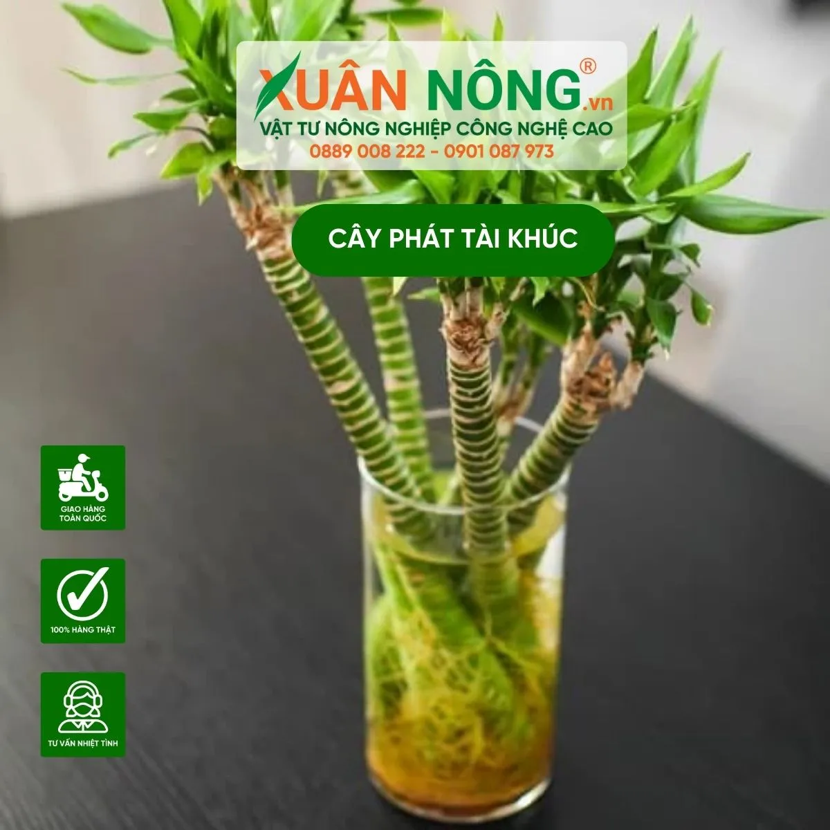 Cây phát tài khúc được trồng trong chậu thủy tinh trong suốt