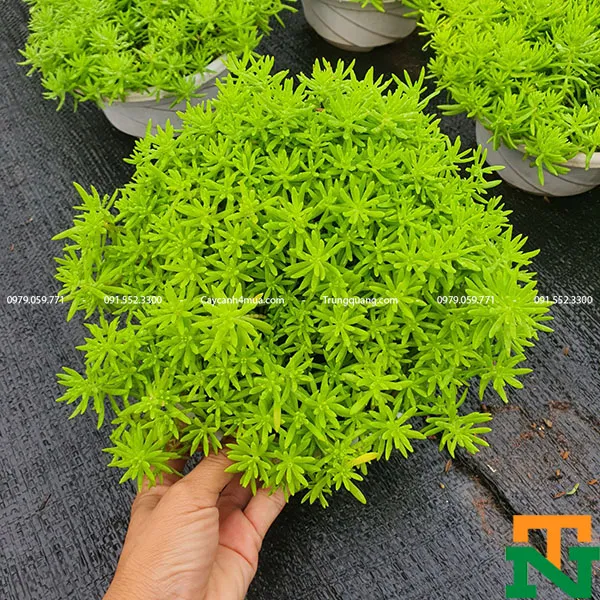 Cây sao băng với lá kim xanh mướt và hình dáng đặc trưng.
