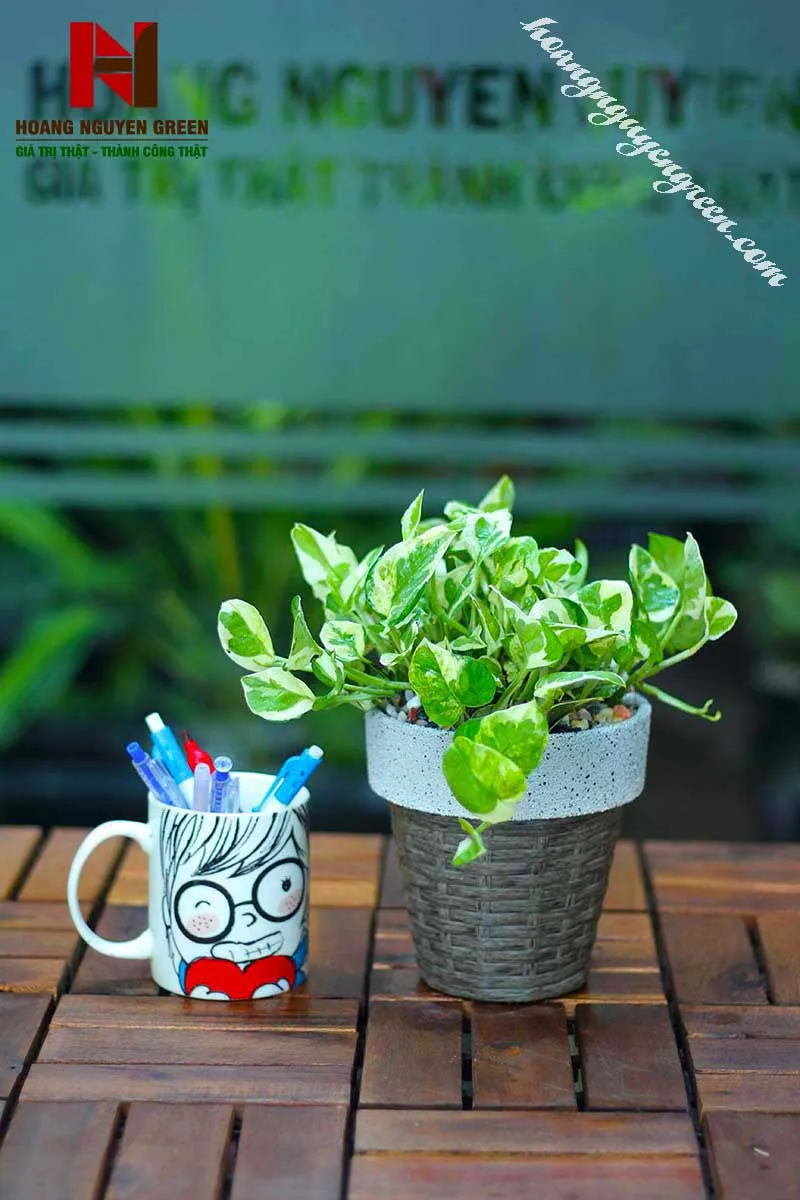 Ý nghĩa Cây trầu bà để bàn