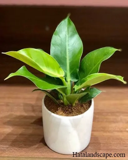 Cây trầu bà đế vương hợp tuổi nào