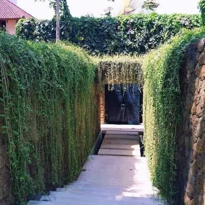 Cây trồng lối lên cầu thang