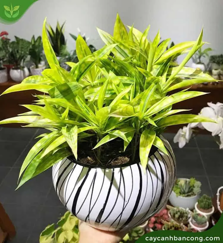 Cận cảnh một chậu trúc nhật vàng tươi tốt