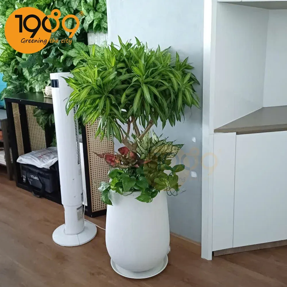 Cây Trúc bách hợp - Cây phong thủy