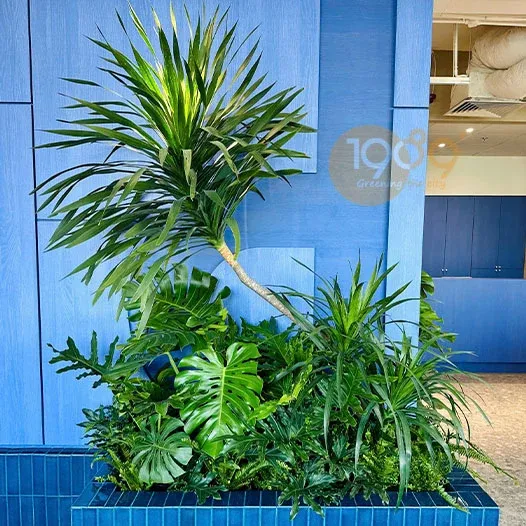 Cây Phát Tài Núi trong chậu đá mài, mang vẻ đẹp tự nhiên và sang trọng