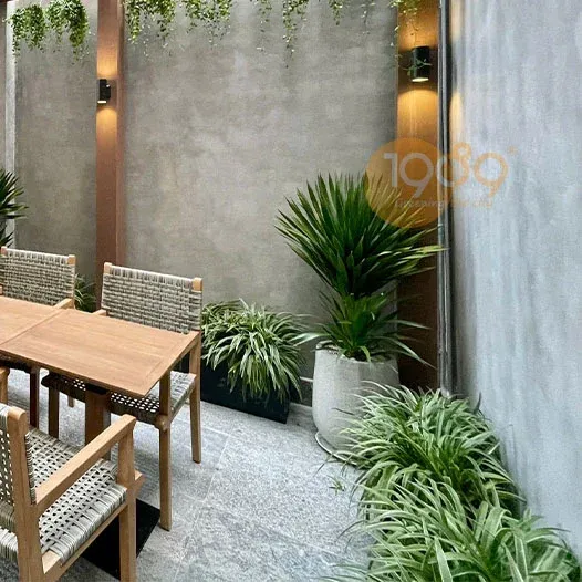 Cây Phát Tài Núi trong chậu đá mài đa dạng mẫu mã