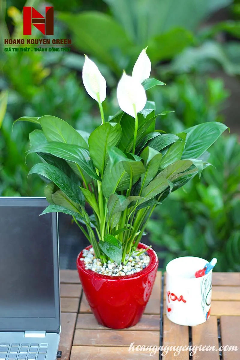 Cây Lan Ý với hoa trắng tinh khôi