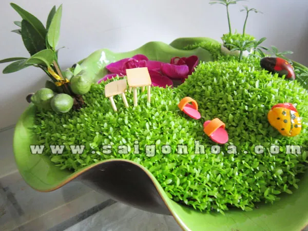 Chậu tiểu cảnh cỏ may mắn