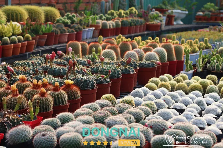 Sen đá và xương rồng đa dạng tại Vườn Xương Rồng Sen Đá