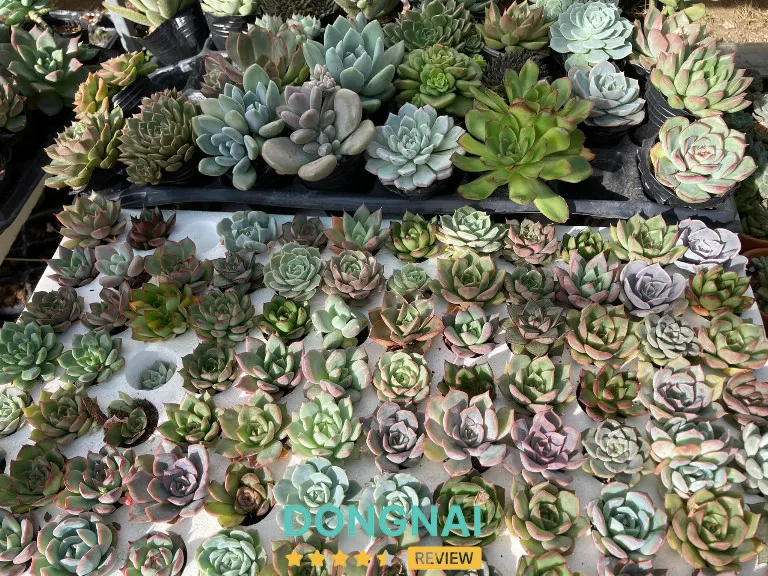 Tiểu cảnh sen đá và xương rồng được bài trí sáng tạo