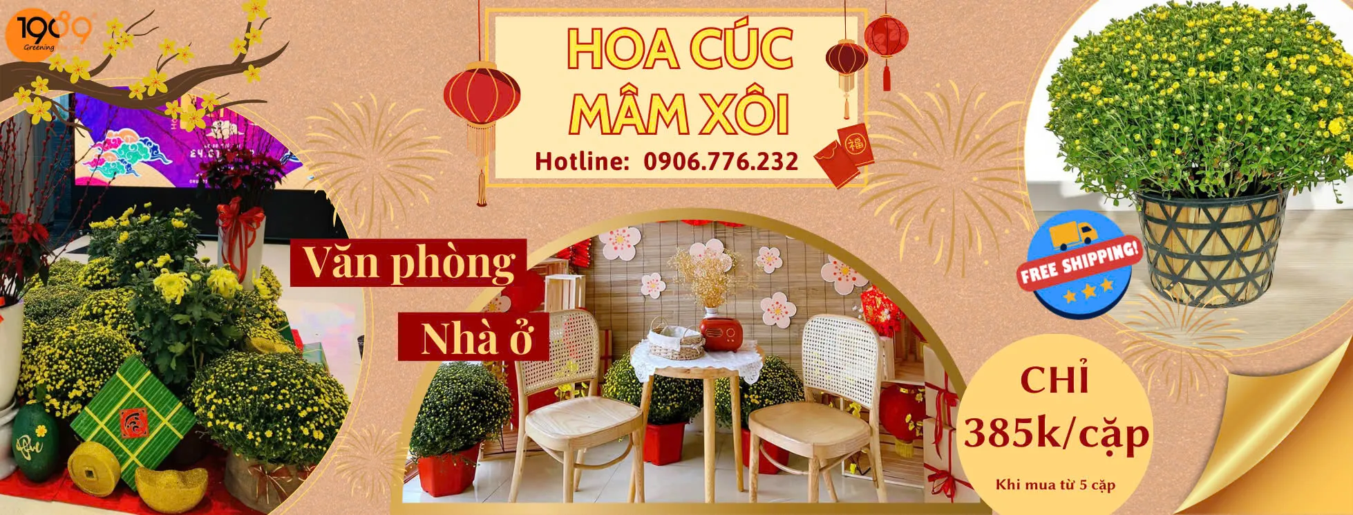 Cúc mâm xôi vàng với hàng ngàn đóa hoa nhỏ nở rộ, mang ý nghĩa thịnh vượng
