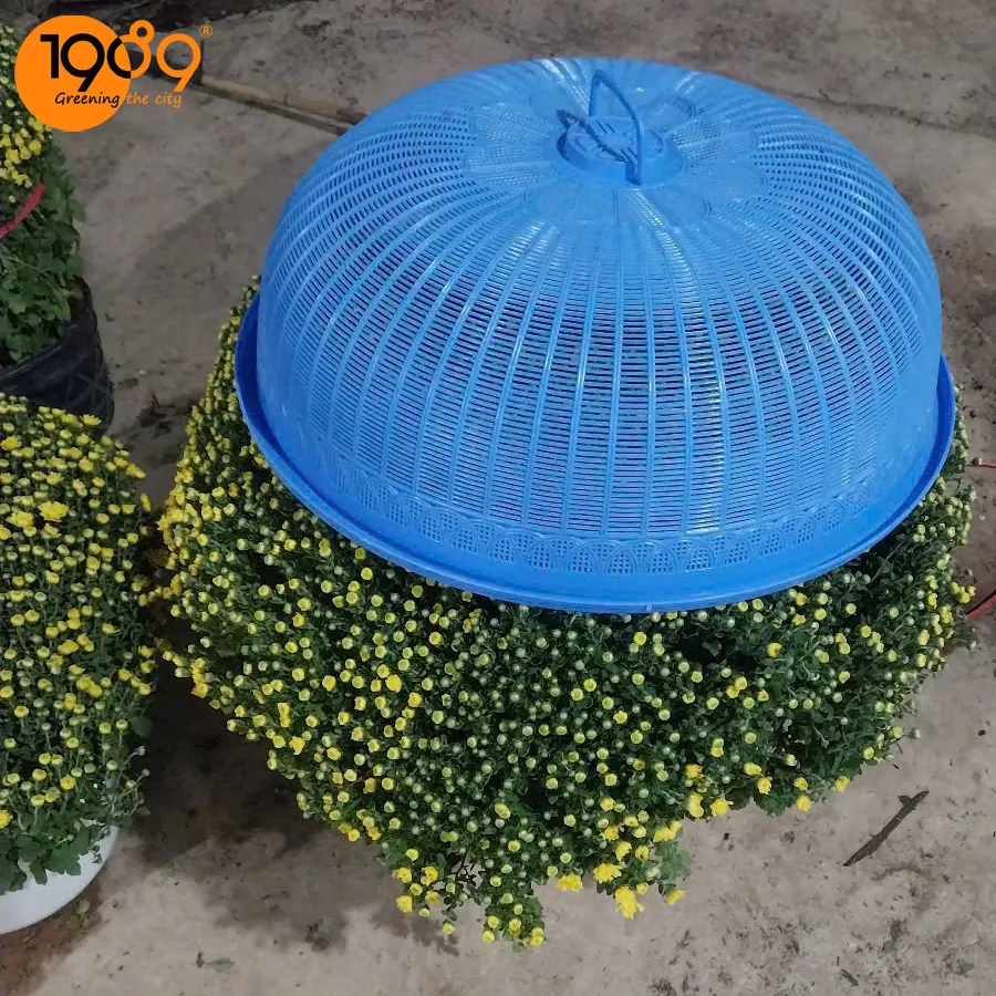 Cận cảnh một cây hoa cúc mâm xôi vàng với những bông hoa nhỏ li ti