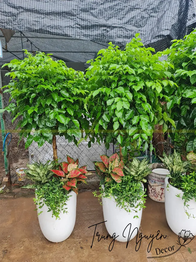 Một số chậu cây hạnh phúc đẹp