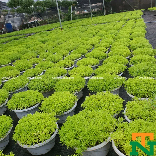 Chậu cây sao băng cỡ lớn với tán lá sum suê.