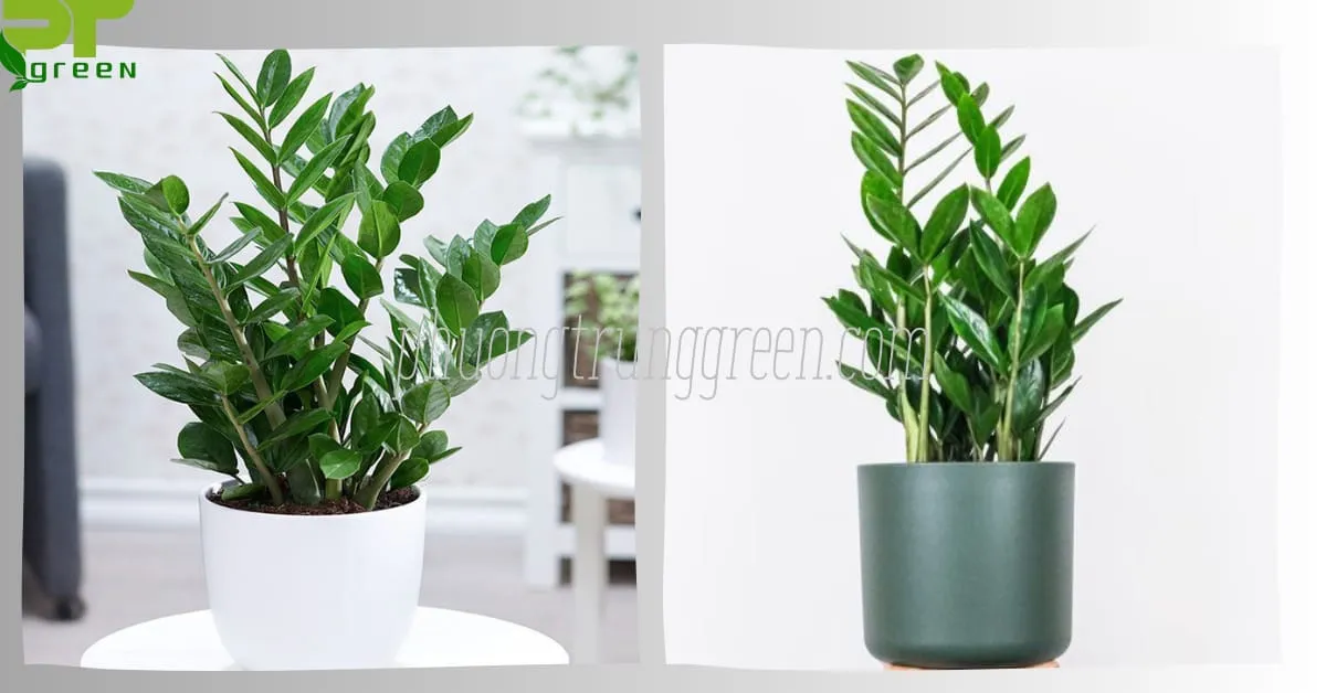 Đặc điểm hình thái cây Kim tiền