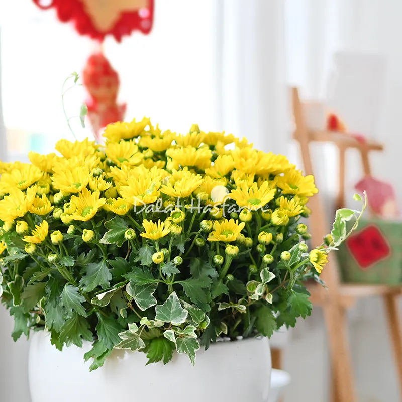 Chi tiết trang trí trên chậu hoa cúc, mang ý nghĩa may mắn