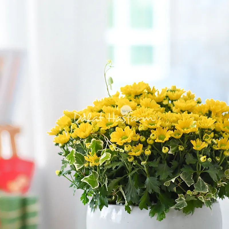 Cận cảnh những cánh hoa cúc vàng rực rỡ trong chậu