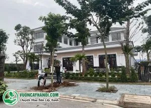 Trồng cây tại biệt thự Bắc Ninh
