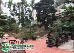 Trồng cây tại biệt thự Vincom Thanh Hóa