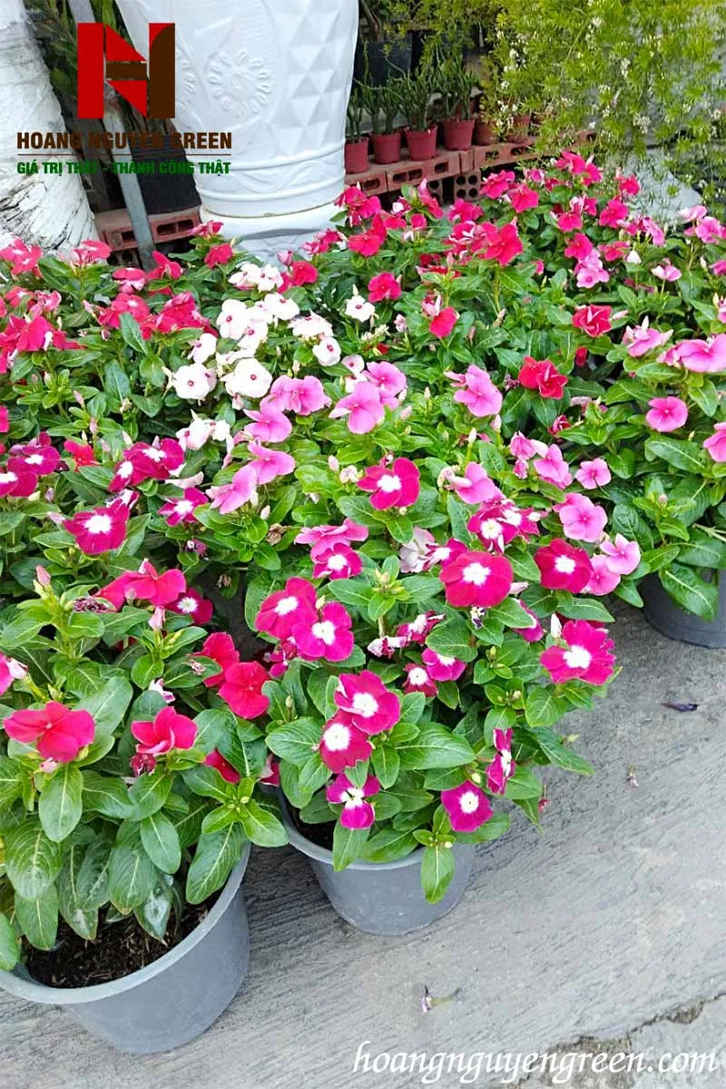 Cây Hoa Dừa Cạn 25-30cm
