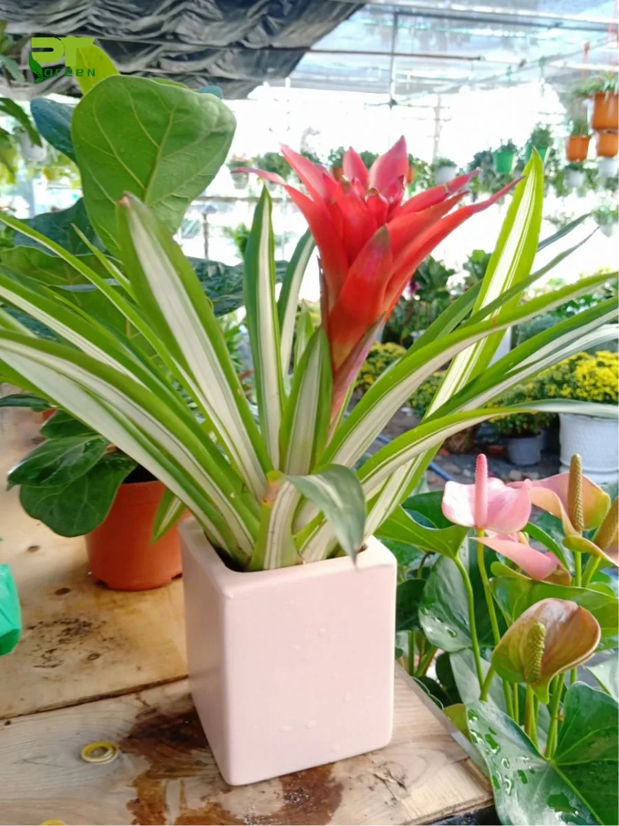 Cây dứa cảnh nến đỏ với hoa ấn tượng