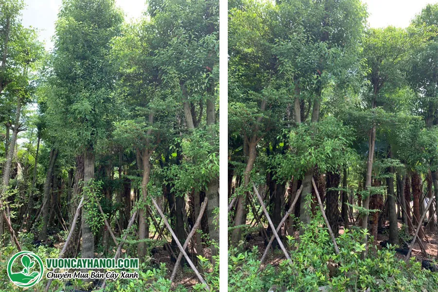 Giới thiệu về Vườn Cây Hà Nội