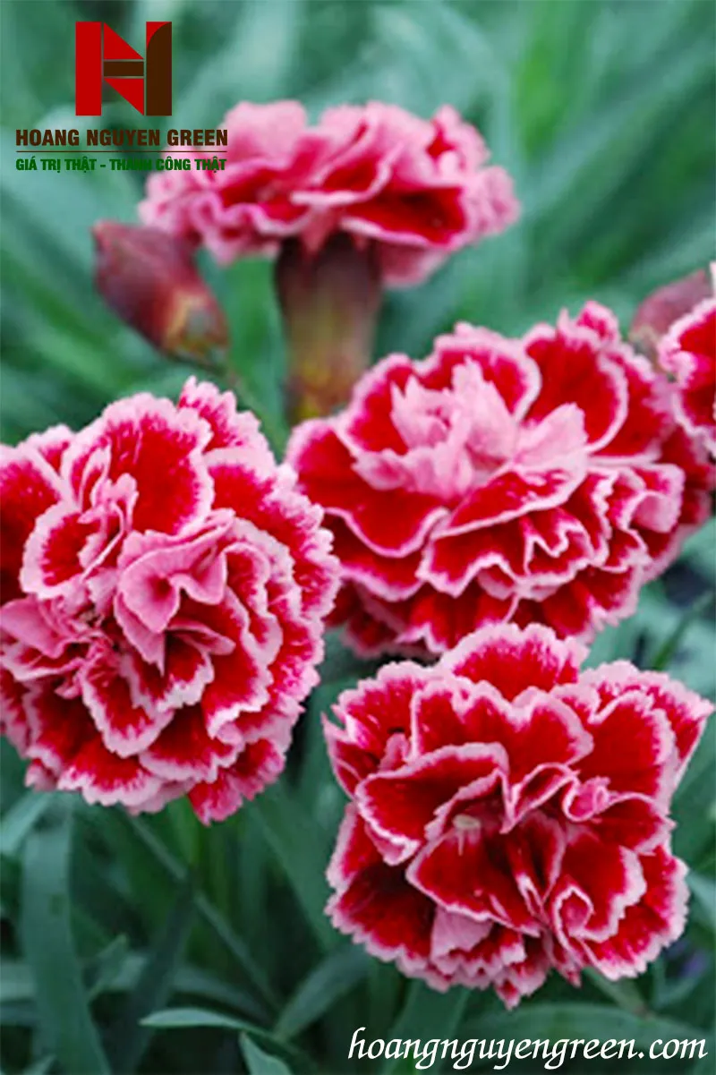 Cây Hoa Cẩm Chướng