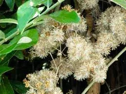 hoa cây cúc tần ấn độ