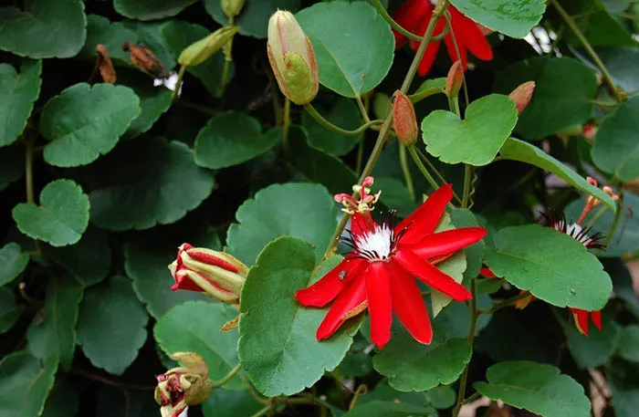 Hoa Sao Đỏ