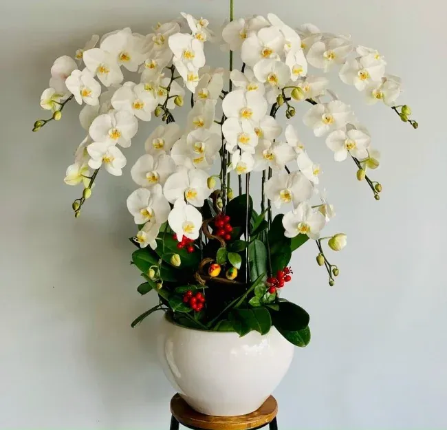 Hoa lan chưng Tết