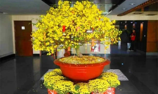 Hoa mai ngày Tết