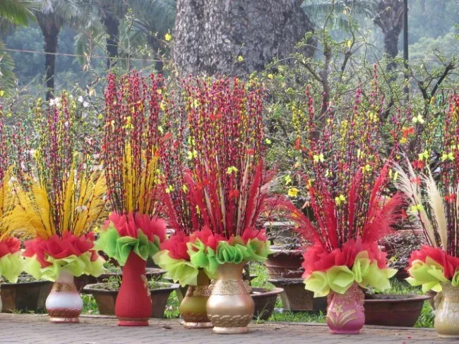 Nụ tầm xuân chưng Tết