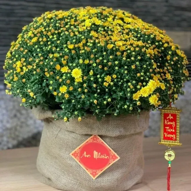Hoa cúc mâm xôi chưng Tết