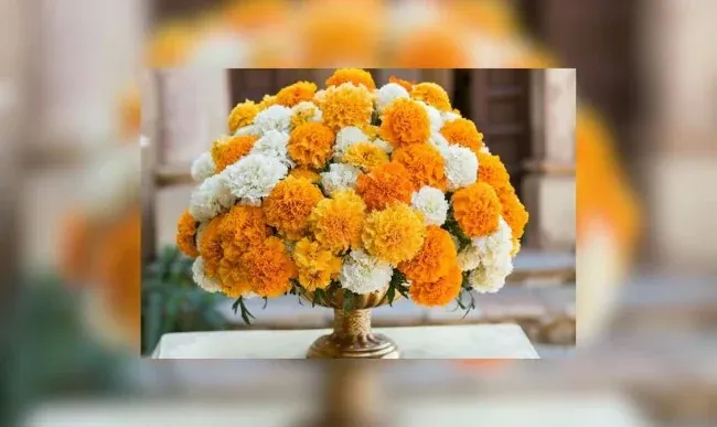 Hoa vạn thọ chưng Tết