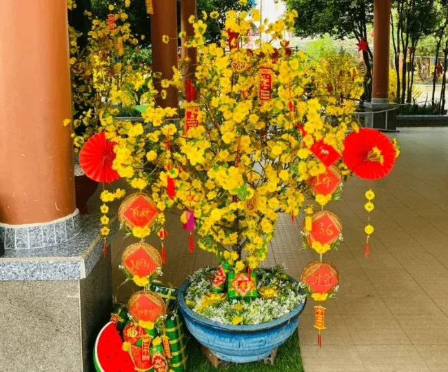 Hoa mai ngày Tết