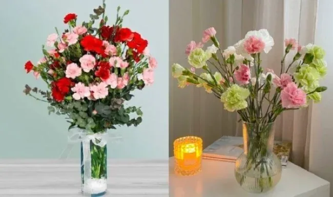 Hoa cẩm chướng chưng Tết