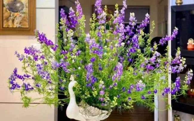 Hoa Violet chưng Tết