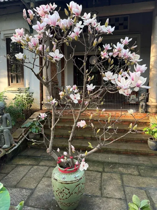 Hoa mộc lan của Trung Quốc