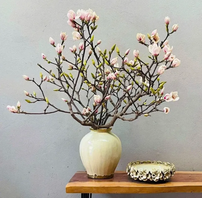 Hoa mộc lan của Trung Quốc